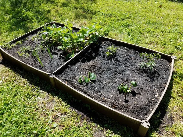 Jardin Avec Fraises Tomates Oignons Carottes Courges Terre — Photo