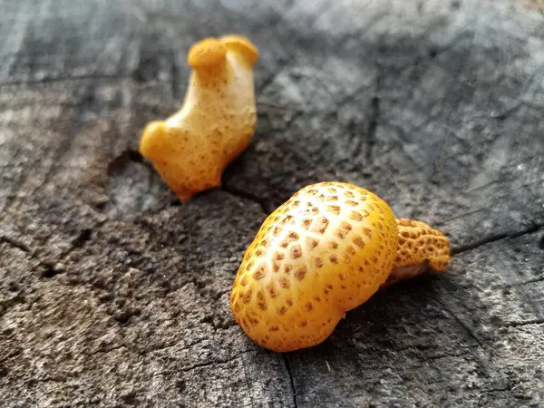 Champignon Jaune Orange Sur Une Souche Arbre Fissurée — Photo