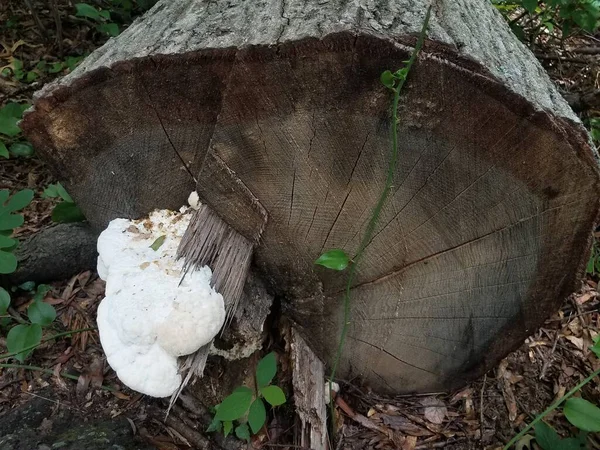 Witte Schimmel Paddestoel Groeit Bruine Boomstam — Stockfoto