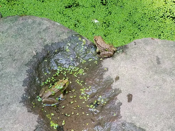 Muchas Ranas Pequeño Lago Con Muchas Plantas Verdes Pequeñas —  Fotos de Stock