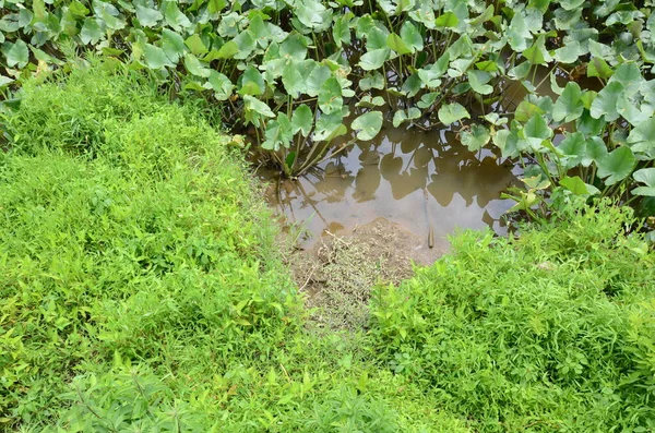 Rana Grande Fango Acqua Nella Zona Paludosa Con Piante Verdi — Foto Stock