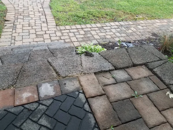 Kleine Groene Kikker Pad Buurt Van Grijze Cement Stappen — Stockfoto