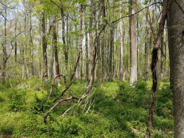 yeşil yapraklar ve ağaçlar ormanlarda veya sarmaşıklı otlarla