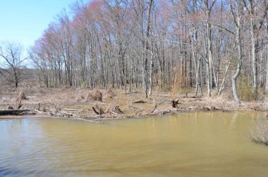 Ağaçlı kunduzlar çiğnenmiş orman ve bulanık göl suyu