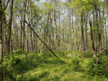 yeşil yapraklar ve ağaçlar ormanda ya da çimenli ormanlarda