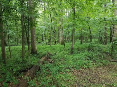 Ormanda ya da ormanda dalları olan yeşil yapraklar ve ağaçlar