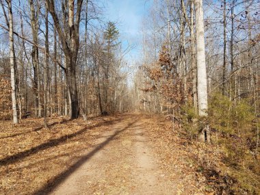 Ağaçlar ve kahverengi yapraklarla ormandaki patika ya da patika
