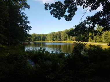 Ormanda ya da ormanda bir sürü ağaç ve kayıklı bir göl