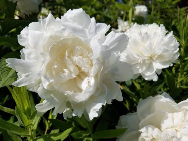 Kabarık beyaz çiçek yaprakları ve yeşil yapraklı bitki