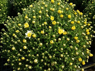 Sarı çiçekli ve yeşil yapraklı bitki