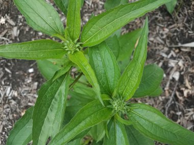 Çiçekleri açmaya başlayan küçük yeşil bitkiler