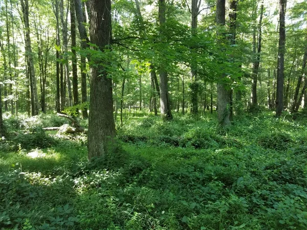 Grüne Blätter Und Bäume Mit Ästen Wald Oder Wald — Stockfoto