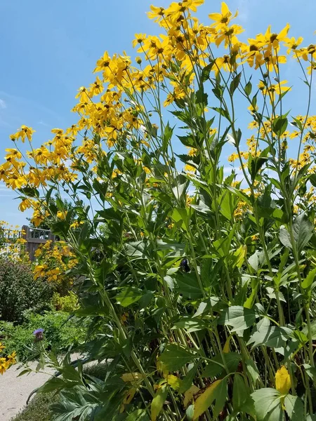 Flores Amarillas Altas Que Florecen Con Muchas Hojas Verdes — Foto de Stock
