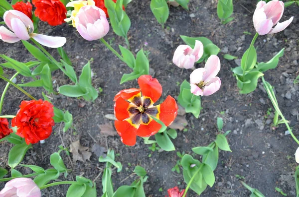 Grüne Blüten Mit Roten Und Rosa Blütenblättern Erde Oder Schmutz — Stockfoto