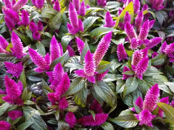 Pflanze Mit Lila Blüten Und Grünen Blättern — Stockfoto