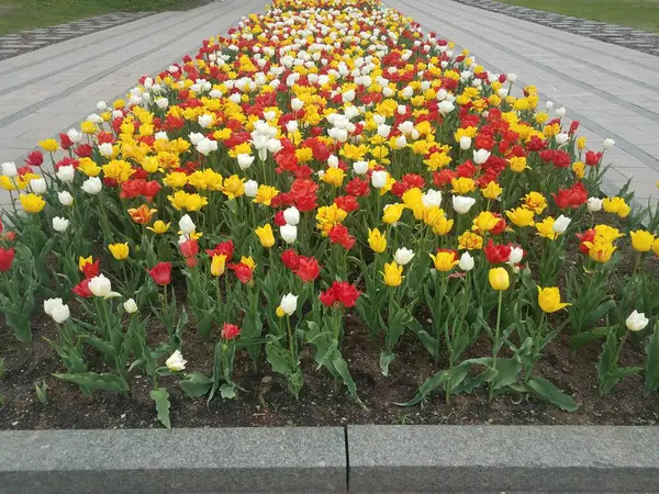 Pétalos Flores Blancas Rojas Amarillas Floreciendo Tierra — Foto de Stock