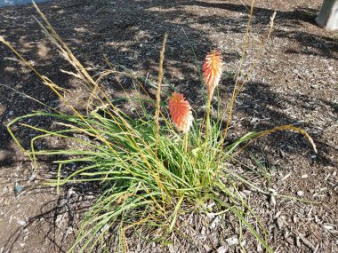 Turuncu çiçekli ve yeşil otlu bir bitki.