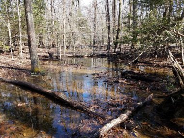 sel basmış orman ya da ormanda ağaçlar ve su ya da akarsu
