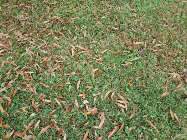 yeşil çimlerde ya da çimlerde kahverengi yapraklar ve yüzen kahverengi bir yaprak