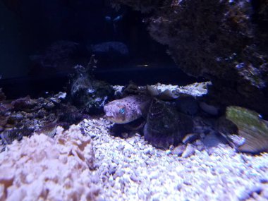 Suda ya da akvaryumda mavi gözlü küçük balıklar