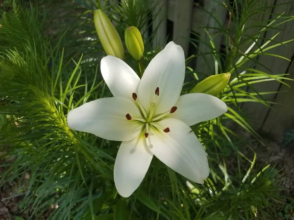 Большой Цветок Белыми Лепестками Зелеными Листьями — стоковое фото