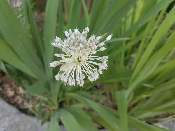 Белый Цветок Цветущий Зеленом Растении Весной — стоковое фото