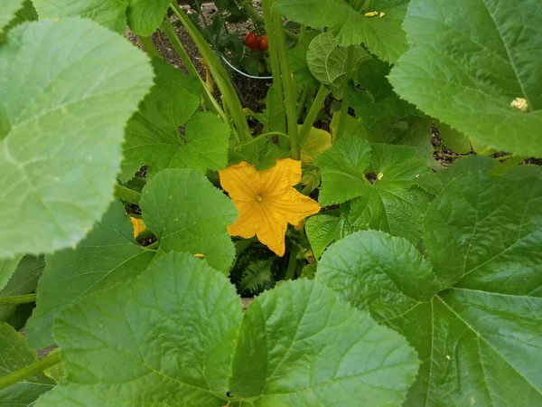 Gelbe Orange Eichel Kürbisblüte Und Grüne Blätter — Stockfoto