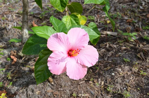 Plante Med Rosa Blomsterblomster Grønne Blader – stockfoto