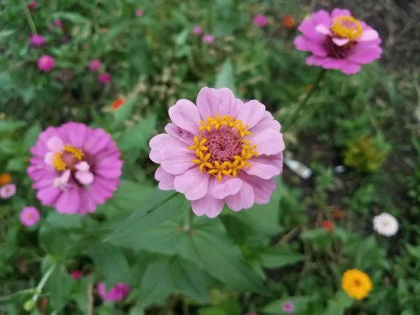 Blume Mit Hübschen Rosa Und Gelben Blütenblättern Und Grünen Blättern — Stockfoto