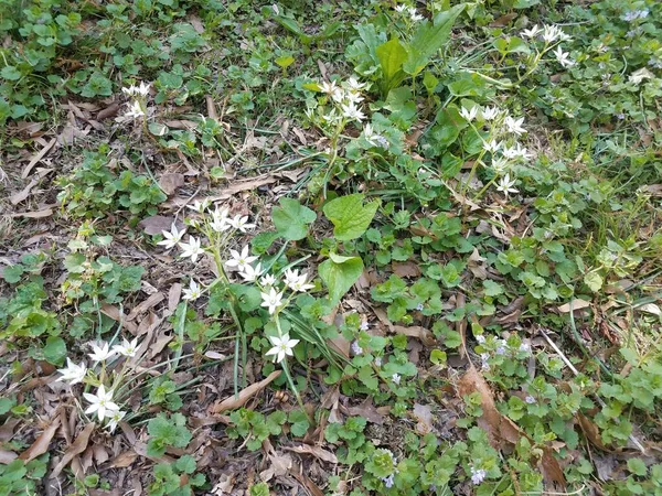 Plantas Verdes Plantas Com Pétalas Flor Branca — Fotografia de Stock