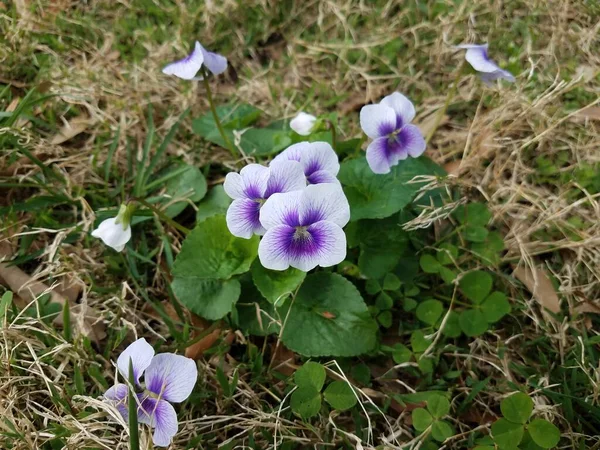 Pétalos Flores Púrpura Blanca Hojas Verdes Hierba Césped — Foto de Stock