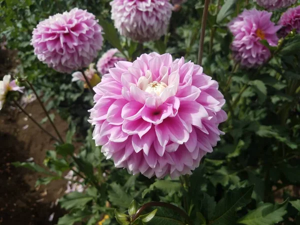 Plante Aux Pétales Roses Aux Feuilles Vertes — Photo