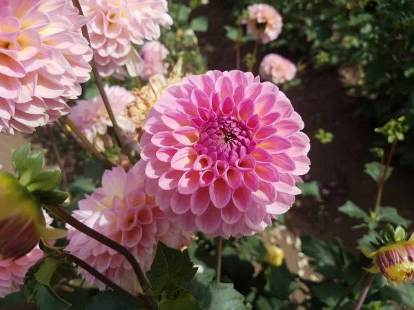 Plante Aux Pétales Roses Aux Feuilles Vertes — Photo