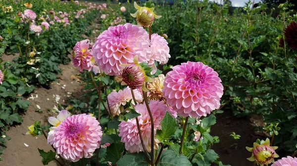 Tarlada Yeşil Yapraklar Pembe Çiçek Yaprakları Olan Bitki — Stok fotoğraf