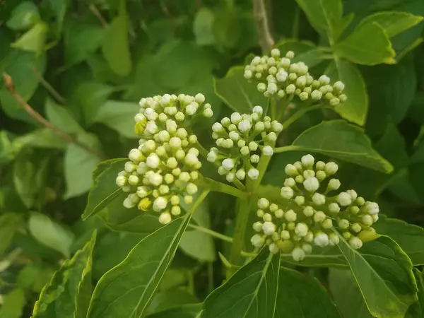 Зеленое Растение Белыми Цветочными Бутонами Откроется — стоковое фото