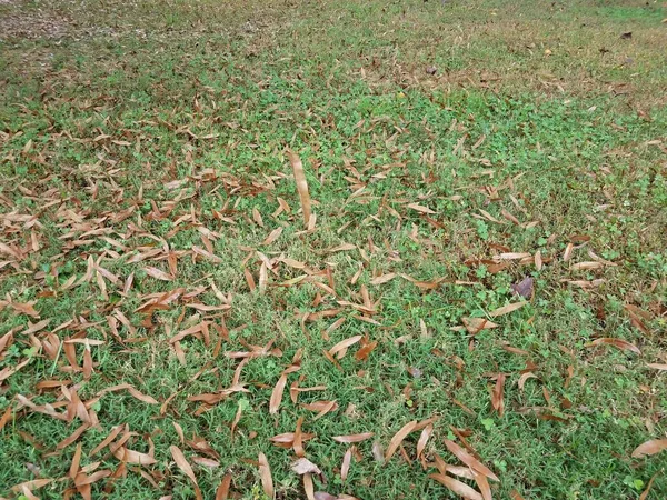 Brown Leaves Green Grass Lawn Floating Brown Leaf — Stock Photo, Image