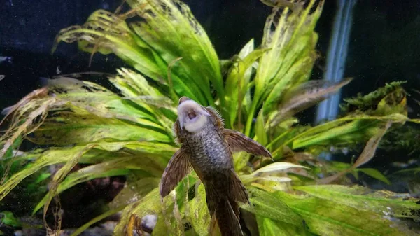 Ryby Akwarium Ssanie Szkła Dużą Gębą Zieloną Rośliną — Zdjęcie stockowe