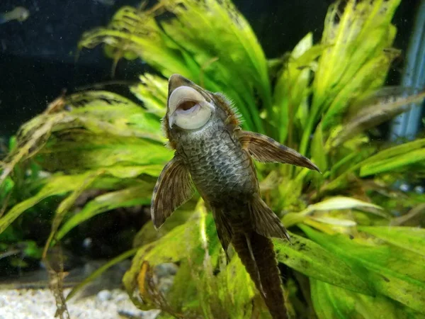 大きな口と緑の植物でガラスを吸う水族館の魚 — ストック写真