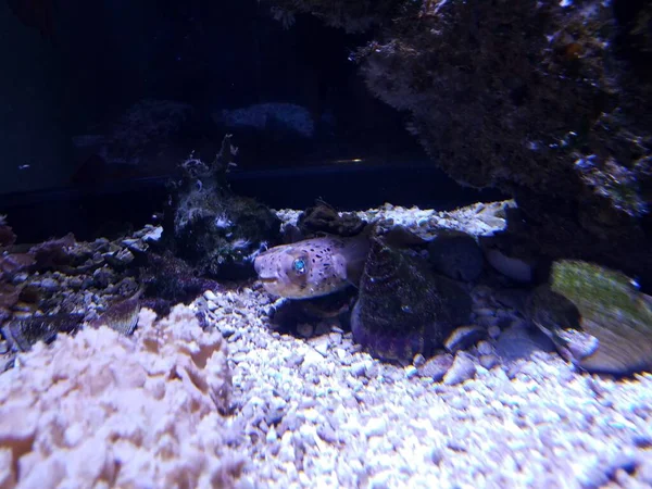 Petits Poissons Aux Yeux Bleus Dans Eau Aquarium — Photo