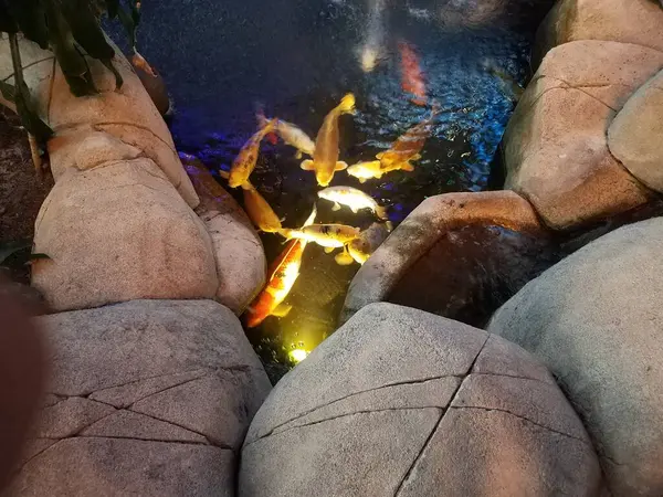 科伊鱼在湖中或池塘里游动 有岩石和灯光 — 图库照片