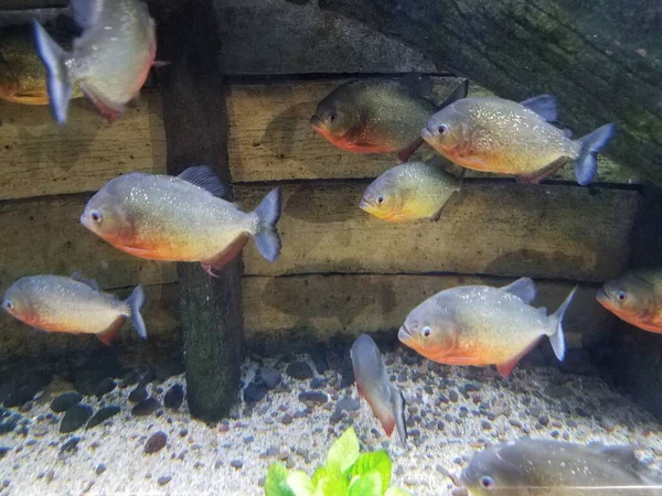 Petits Poissons Nageant Avec Bois Des Pierres Des Roches — Photo