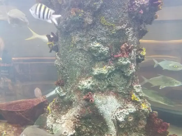 Poissons Nageant Dans Eau Aquarium Avec Verre Corail — Photo