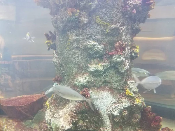 Poissons Nageant Dans Eau Aquarium Avec Verre Corail — Photo