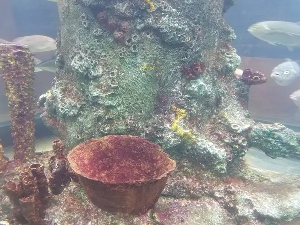 Vissen Zwemmen Water Aquarium Met Glas Koraal — Stockfoto