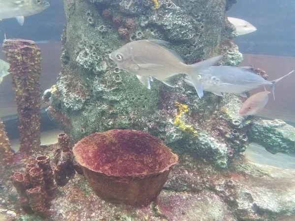 鱼在水族馆里与玻璃和珊瑚一起游泳 — 图库照片