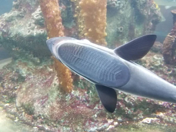 Fish Animal Sucking Side Aquarium Glass — Stock Photo, Image