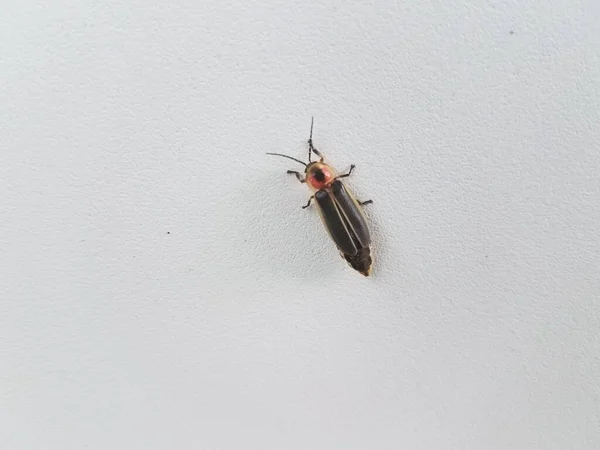 白色墙上的一只黑色小萤火虫 — 图库照片