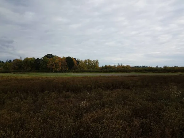 Feld Mit Braunen Gräsern Und Bäumen Und Grünem Stehendem Teichwasser — Stockfoto