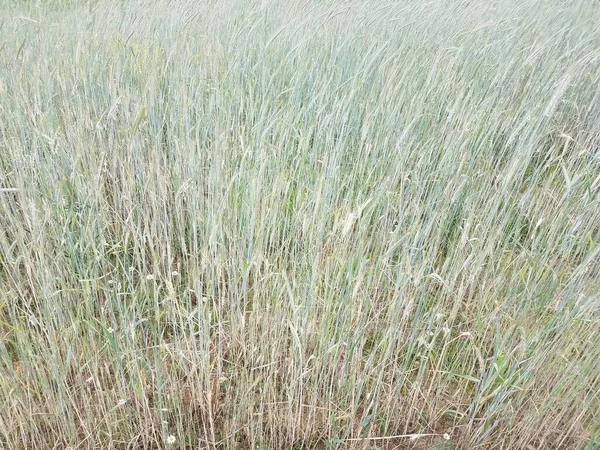 Campo Hierba Verde Marrón Alta — Foto de Stock