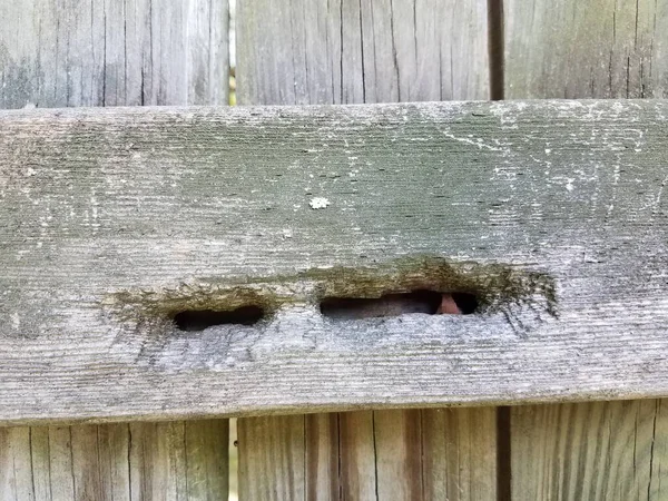 Vieille Clôture Bois Avec Des Trous Elle Charpentier Abeilles Nichant — Photo